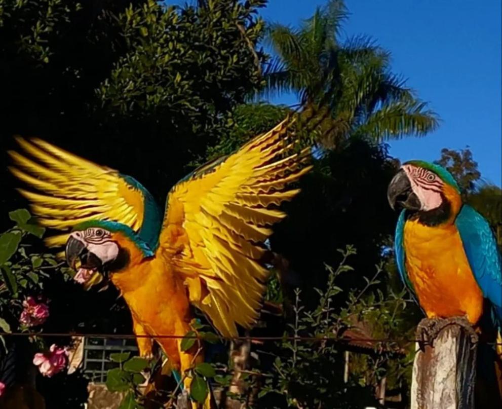 Pousada Canto Dos Passaros Alto Paraíso de Goiás Exterior foto